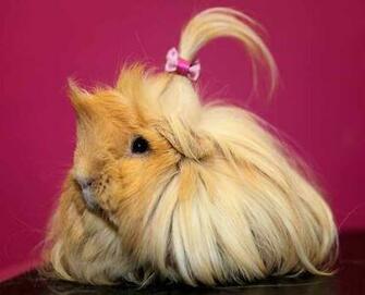 Guinea Pig Wallpaper21 Jpg