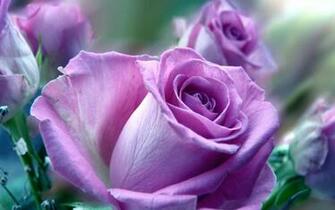 Violet Roses HD Wallpaper
