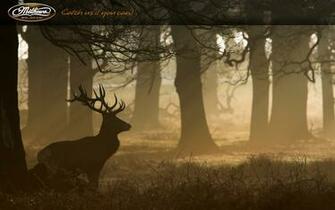 Go Back Pix For Mathews Archery Wallpaper