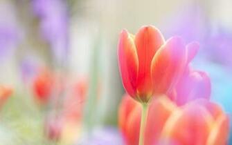 Scarlet Tulip Wallpaper 4k Wide Screen 1080p 2k