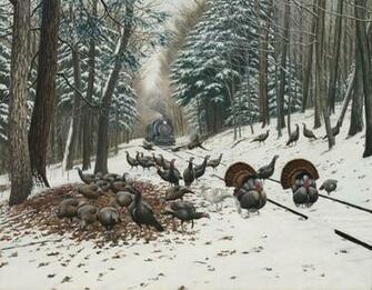 Wild Turkey Tracks High Quality And Resolution