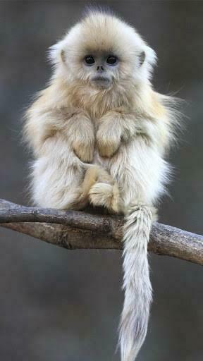 Monkey Live Wallpaper For Android By Happy Inc Appszoom