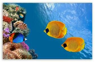 Desktop Aquarium HD Wallpaper Widescreen High Definition