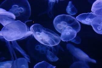 Moon Jellyfish Wallpaper Jelly By Ceemariem