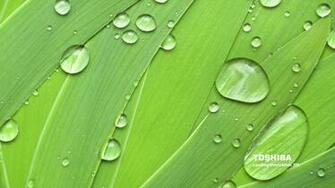Toshiba Natural Green High Definition Wallpaper HD