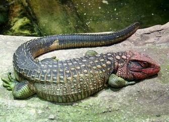 Lizards Image Caiman Lizard Wallpaper And Background