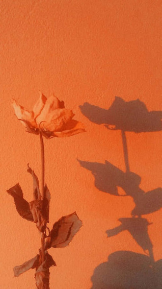 Orange Peach Aesthetic Wallpaper
