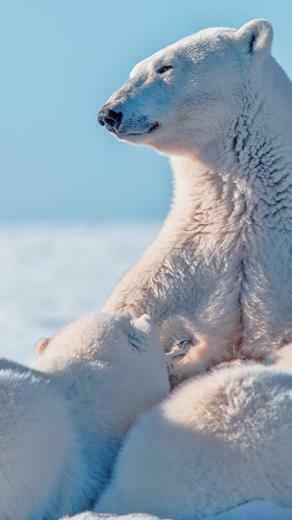 Bear Mother And Cubs Feeding Polar