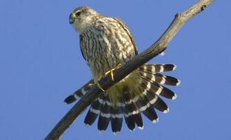 Image Merlin Falcon Pc Android iPhone And iPad Wallpaper