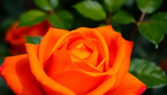 Orange Rose Wallpaper