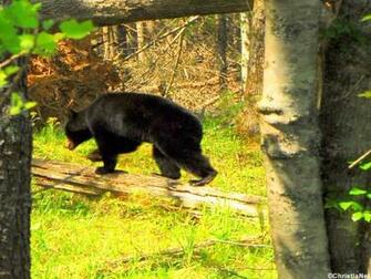 Black Bear Wallpaper