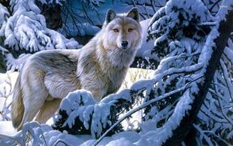 Black And White Anime Wolves Background Wallpaper