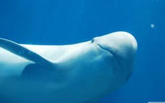 Dolphin 4k HD Desktop Wallpaper For Ultra Tv Dual