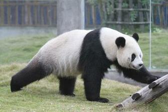 Panda Wallpaper