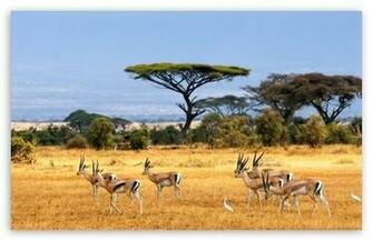 Animals Wallpaper For Windows Antelopes