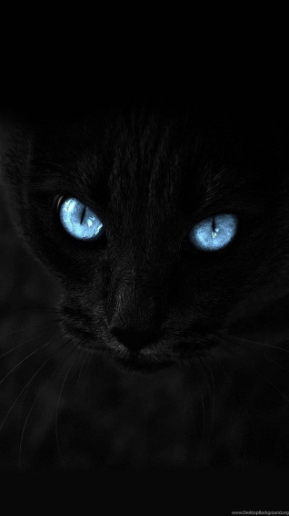 A Majestic Dark Cat With Blue Eyes For Your iPhone