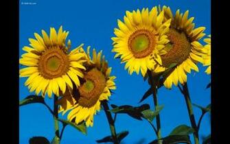 Summer Flowers Screensavers Pc Android iPhone And iPad Wallpaper
