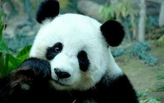 Panda Bear HD Wallpaper X