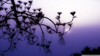 Tree Branch Silhouette At Dusk Wallpaper