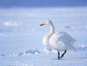 White Swans In Winter No Desktop Wallpaper Wallcoo Net