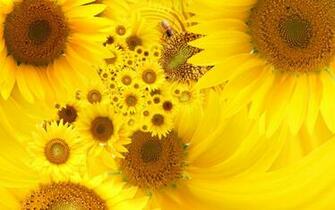 Yellow Color Desktop Background Wallpaper High