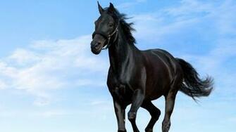 Black Horse HD Wallpaper Cool Desktop Background Image