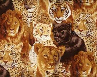 Big Cats High Quality And Resolution Wallpaper On