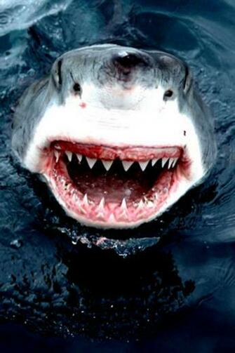 Shark Wallpaper