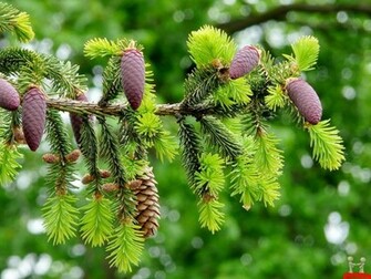 Beautiful Fruits Tree Natural Wallpaper HD