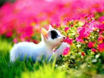 Cute Cat In Garden Flower Wallpaper Me