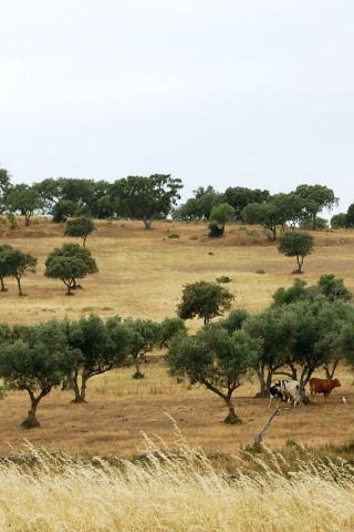 Alentejo Portugal One iPhone Wallpaper