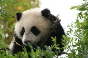 Giant Panda Drawing Wallpaper