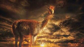Llama Wallpaper For Desktop Netbook HD