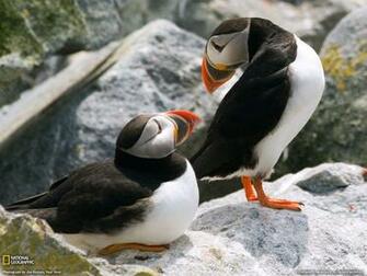 Puffin Picture Animal Wallpaper National Geographic Photo Of The