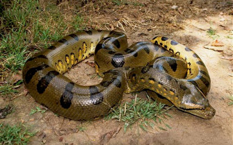 Wallpaper HD Big Green Anaconda