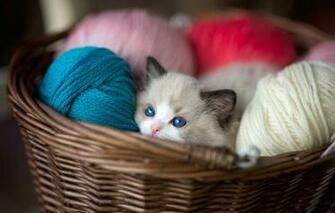Wallpaper Cat Look Kitty Basket Colored Baby Muzzle