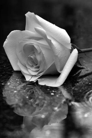Black Rose iPhone Wallpaper Hands In The Rain HD