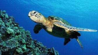File Name HD Sea Turtle Wallpaper