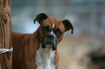 Boxer Dog Perfect HD Wallpaper All About