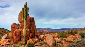 Saguaro D Sert Wallpaper