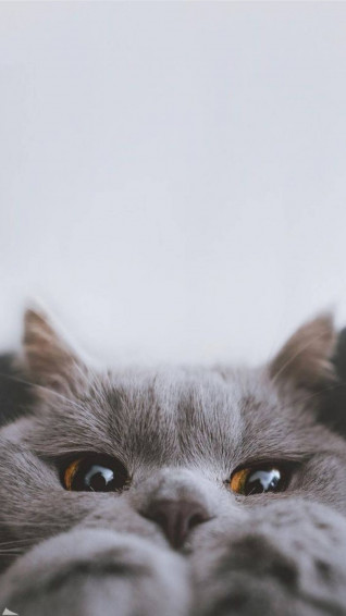 Top Cute Cat Aesthetic Wallpaper Full HD 4k To Use