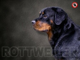 Wallpaper Rottweiler