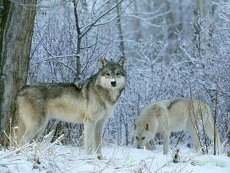 Dogs Two Wolves Leaping Red Fox Labrador Gray Wolf
