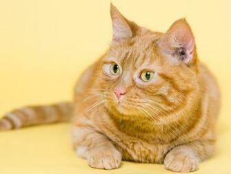 Funny Fat Red Cat Wallpaper And Image Pictures Photos