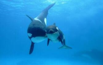 Killer Whale And Baby Wallpaper Image Amp Pictures Becuo