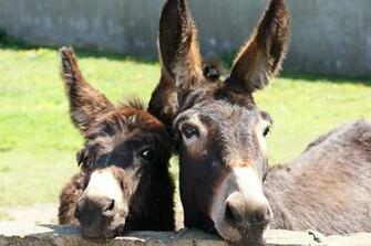 Donkey Photos Wallpaper Desktop Background