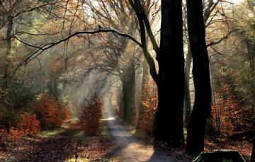 Wallpaper Autumn Forest Rays Trees Trail Morning