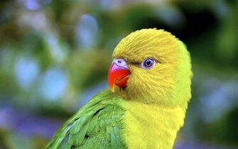 Cute Parrots Wallpaper Sa