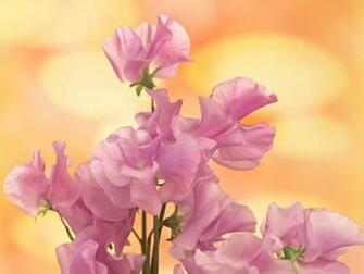 Rare Exotic Flowers Species Hq Photos And Wallpaper