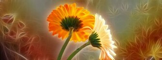 Flowers Pictures Wallpaper Red Roses